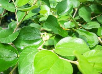 Cara Ruqiyah Dengan Daun Bidara