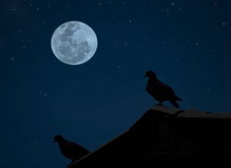 Bak Seperti Hati Burung, Itulah Golongan Orang-orang yang Masuk Surga