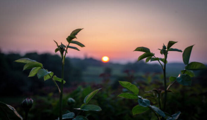 Green shrubs frame a winter sunset and rolling landscape